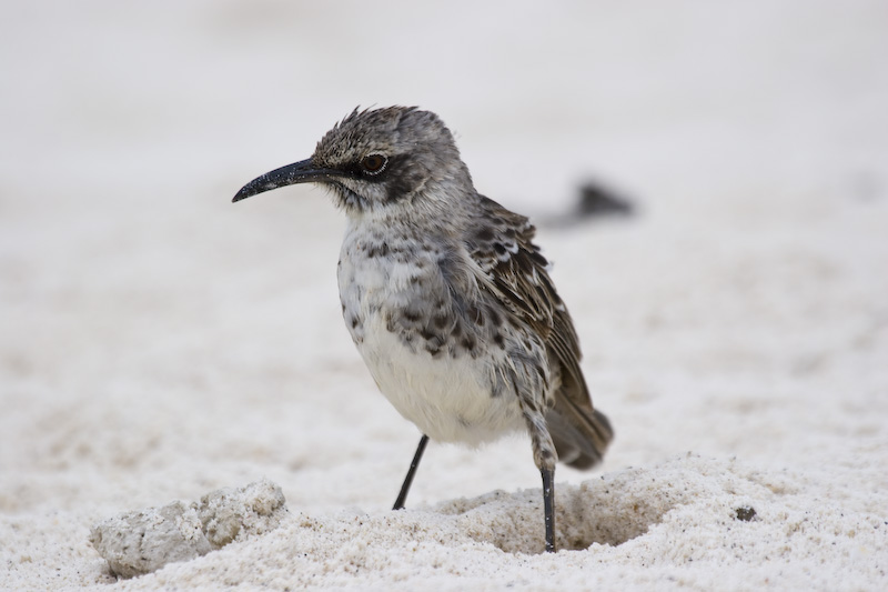 Hood Mockingbird On Beach